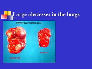 Pullorum Loop 1-Pullorum disease 2021.avian-diseaseppt | PPT