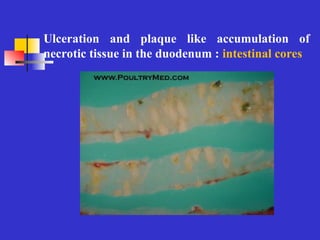 Pullorum Loop 1-Pullorum disease 2021.avian-diseaseppt | PPT