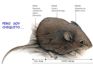 PERO  SOY CHIQUITO... 