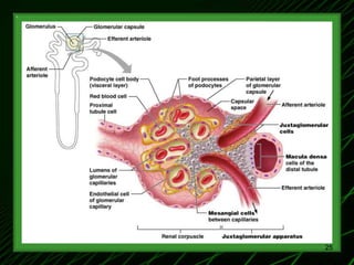 1-Renal Physiology 1 (Renal Functions & Basic Concepts).ppt