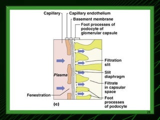 1-Renal Physiology 1 (Renal Functions & Basic Concepts).ppt