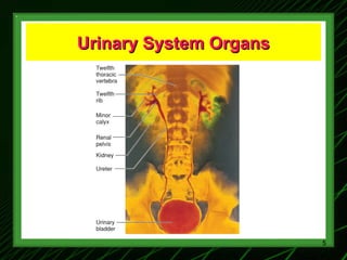 1-Renal Physiology 1 (Renal Functions & Basic Concepts).ppt