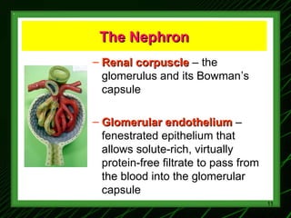 1-Renal Physiology 1 (Renal Functions & Basic Concepts).ppt