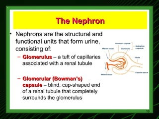 1-Renal Physiology 1 (Renal Functions & Basic Concepts).ppt