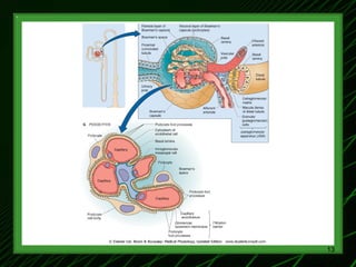 1-Renal Physiology 1 (Renal Functions & Basic Concepts).ppt