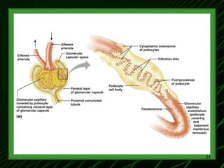 1-Renal Physiology 1 (Renal Functions & Basic Concepts).ppt