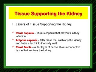 1-Renal Physiology 1 (Renal Functions & Basic Concepts).ppt