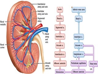 1-Renal Physiology 1 (Renal Functions & Basic Concepts).ppt