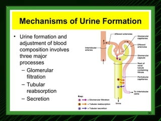 1-Renal Physiology 1 (Renal Functions & Basic Concepts).ppt