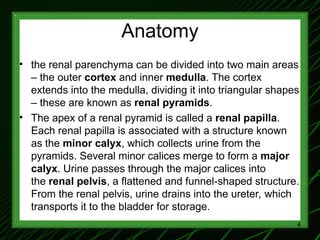 1-Renal Physiology 1 (Renal Functions & Basic Concepts).ppt