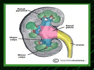 1-Renal Physiology 1 (Renal Functions & Basic Concepts).ppt