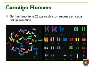 Cariotipo Humano
   Ser humano tiene 23 pares de cromosomas en cada
    célula somática
 