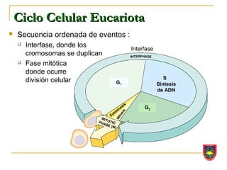 Ciclo Celular Eucariota
   Secuencia ordenada de eventos :
       Interfase, donde los          Interfase
        cromosomas se duplican
       Fase mitótica
        donde ocurre
                                                     S
        división celular         G1               Síntesis
                                                  de ADN


                                           G2
 