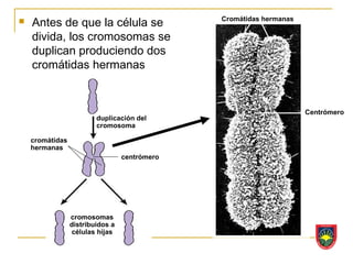    Antes de que la célula se                  Cromátidas hermanas

    divida, los cromosomas se
    duplican produciendo dos
    cromátidas hermanas


                                                                     Centrómero
                         duplicación del
                         cromosoma

    cromátidas
    hermanas
                                  centrómero




                 cromosomas
                 distribuidos a
                 células hijas
 