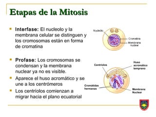 Etapas de la Mitosis
   Interfase: El nucleolo y la
    membrana celular se distinguen y
    los cromosomas están en forma
    de cromatina

   Profase: Los cromosomas se                           Huso
    condensan y la membrana                 Centríolos   acromático
                                                         temprano
    nuclear ya no es visible.
   Aparece el huso acromático y se
    une a los centrómeros            Cromátidas
                                     hermanas
    Los centríolos comienzan a
                                                         Membrana

                                                         Nuclear
    migrar hacia el plano ecuatorial
 