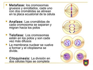    Metafase: los cromosomas
    gruesos y enrollados, cada uno
    con dos cromátidas se alinean
    en la placa ecuatorial de la célula

   Anafase: Las cromátidas de
    cada cromosoma se separan y
    migran hacia los polos

   Telofase: Los cromosomas
    están en los polos y son cada
    vez más difusos
   La membrana nuclear se vuelve
    a formar y el citoplasma se
    divide.

   Citoquinesis: La división en
    dos células hijas se completa
 