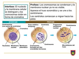 Profase: Los cromosomas se condensan y la
   Interfase: El nucleolo             membrana nuclear ya no es visible.
   y la membrana celular
                                      Aparece el huso acromático y se une a los
   se distinguen y los
                                      centrómeros
   cromosomas están en
   forma de cromatina                 Los centríolos comienzan a migrar hacia los
                                      polos
        INTERFASE                                          PROFASE
Centrosomas                         Huso mitótico   Centríolos   Fragmentos        Centrómeros
(con pares de centríolos)           temprano                     membrana
                        Cromatina                                nuclear




                                                       Centrosoma
Nucleolos Membrana Membrana           Cromosoma,                              Microtúbulos del
          nuclear  plasmática         formado por dos                         huso
                                      cromátidas hermanas
 