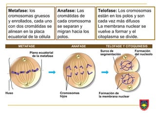 Metafase: los                 Anafase: Las       Telofase: Los cromosomas
 cromosomas gruesos            cromátidas de      están en los polos y son
 y enrollados, cada uno        cada cromosoma     cada vez más difusos
 con dos cromátidas se         se separan y       La membrana nuclear se
 alinean en la placa           migran hacia los   vuelve a formar y el
 ecuatorial de la célula       polos.             citoplasma se divide.

       METAFASE                      ANAFASE          TELOFASE Y CITOQUINESIS
                                                   Surco de             Formación
            Plano ecuatorial
                                                   segmentación         del nucleolo
              de la metafase




Huso                            Cromosomas        Formación de
                                hijos             la membrana nuclear
 