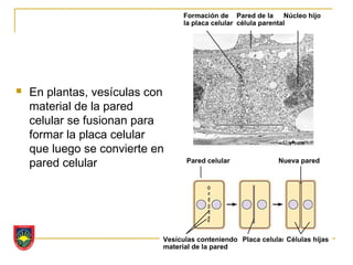 Formación de Pared de la       Núcleo hijo
                                  la placa celular célula parental




   En plantas, vesículas con
    material de la pared
    celular se fusionan para
    formar la placa celular
    que luego se convierte en
    pared celular                 Pared celular                Nueva pared




                            Vesículas conteniendo Placa celular Células hijas
                            material de la pared
 