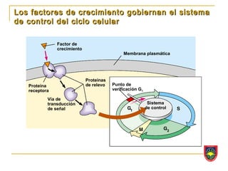 Los factores de crecimiento gobiernan el sistema
de control del ciclo celular

               Factor de
               crecimiento
                                              Membrana plasmática




                             Proteínas
   Proteína                  de relevo   Punto de
   receptora                             verificación G1

           Vía de
           transducción                                     Sistema
           de señal                                        de control
 