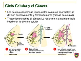 Ciclo Celular y el Cáncer
       Las células cancerosas tienen ciclos celulares anormales: se
        dividen excesivamente y forman tumores (masas de células)
       Tratamientos contra el cáncer: La radiación y la quimioterapia
        interfieren la división celular

                                                        Vasos
                                                        linfáticos


                    Tumor




                   Tejido
                   glandular
                                                                                      Metástasis

    1    Un tumor crece        2   Las células                       3   Las células cancerosas
         a partir de una           cancerosas invaden                    se diseminan a través de
         célula                    el tejido vecino                      los vasos linfáticos y
         cancerosa                                                       sanguíneos
 