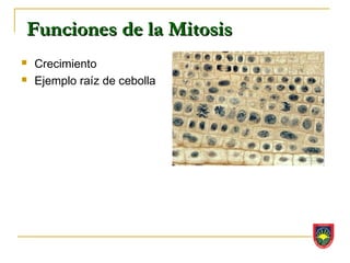 Funciones de la Mitosis
   Crecimiento
   Ejemplo raíz de cebolla
 