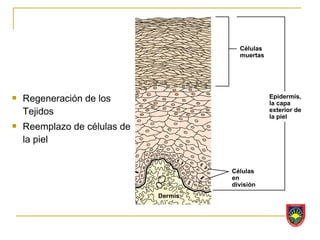 Células
                                         muertas




   Regeneración de los                            Epidermis,
                                                   la capa
    Tejidos                                        exterior de
                                                   la piel
   Reemplazo de células de
    la piel


                                       Células
                                       en
                                       división
                              Dermis
 