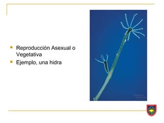    Reproducción Asexual o
    Vegetativa
   Ejemplo, una hidra
 