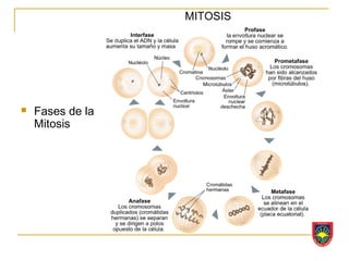    Fases de la
    Mitosis
 
