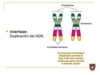 Cromosomas




                                                          Centrómero



   Interfase:
    Duplicación del ADN.

                           Cromátidas hermanas

                                    Cromosomas homólogos
                                      (duplicados durante la
                                     fase S del ciclo celular)
                                    unidos por pares durante
                                        la división celular
 