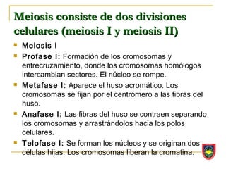 Meiosis consiste de dos divisiones
celulares (meiosis I y meiosis II)
   Meiosis I
   Profase I: Formación de los cromosomas y
    entrecruzamiento, donde los cromosomas homólogos
    intercambian sectores. El núcleo se rompe.
   Metafase I: Aparece el huso acromático. Los
    cromosomas se fijan por el centrómero a las fibras del
    huso.
   Anafase I: Las fibras del huso se contraen separando
    los cromosomas y arrastrándolos hacia los polos
    celulares.
   Telofase I: Se forman los núcleos y se originan dos
    células hijas. Los cromosomas liberan la cromatina.
 