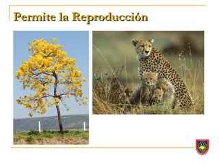 Permite la Reproducción
 