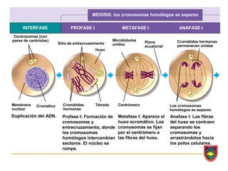 MEIOSIS: los cromosomas homólogos se separan

     INTERFASE                 PROFASE I                   METAFASE I                  ANAFASE I
 Centrosomas (con
pares de centríolos)                                   Microtúbulos                   Cromátidas hermanas
                         Sitio de entrecruzamiento                    Plano
                                                       unidos                         permanecen unidas
                                                                      ecuatorial
                                             Huso




Membrana     Cromatina     Cromátidas        Tétrada     Centrómero                Los cromosomas
nuclear                    hermanas                                                homólogos se separan
Duplicación del ADN.       Profase I: Formación de       Metafase I: Aparece el    Anafase I: Las fibras
                           cromosomas y                  huso acromático. Los      del huso se contraen
                           entrecruzamiento, donde       cromosomas se fijan       separando los
                           los cromosomas                por el centrómero a       cromosomas y
                           homólogos intercambian        las fibras del huso.      arrastrándolos hacia
                           sectores. El núcleo se                                  los polos celulares.
                           rompe.
 