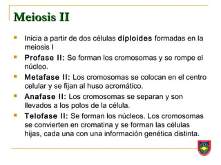 Meiosis II
   Inicia a partir de dos células diploides formadas en la
    meiosis I
   Profase II: Se forman los cromosomas y se rompe el
    núcleo.
   Metafase II: Los cromosomas se colocan en el centro
    celular y se fijan al huso acromático.
   Anafase II: Los cromosomas se separan y son
    llevados a los polos de la célula.
   Telofase II: Se forman los núcleos. Los cromosomas
    se convierten en cromatina y se forman las células
    hijas, cada una con una información genética distinta.
 