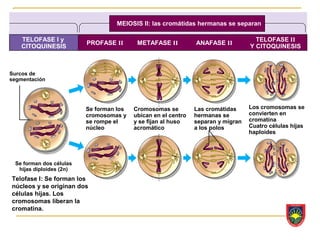 MEIOSIS II: las cromátidas hermanas se separan

    TELOFASE I y                                                                    TELOFASE II
                         PROFASE II       METAFASE II          ANAFASE II
    CITOQUINESIS                                                                  Y CITOQUINESIS



Surcos de
segmentación




                         Se forman los   Cromosomas se         Las cromátidas     Los cromosomas se
                         cromosomas y    ubican en el centro   hermanas se        convierten en
                         se rompe el     y se fijan al huso    separan y migran   cromatina
                         núcleo          acromático            a los polos        Cuatro células hijas
                                                                                  haploides




 Se forman dos células
  hijas diploides (2n)
Telofase I: Se forman los
núcleos y se originan dos
células hijas. Los
cromosomas liberan la
cromatina.
 