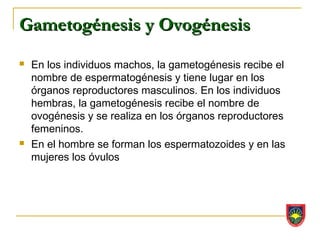 Gametogénesis y Ovogénesis
   En los individuos machos, la gametogénesis recibe el
    nombre de espermatogénesis y tiene lugar en los
    órganos reproductores masculinos. En los individuos
    hembras, la gametogénesis recibe el nombre de
    ovogénesis y se realiza en los órganos reproductores
    femeninos.
   En el hombre se forman los espermatozoides y en las
    mujeres los óvulos
 