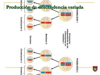 Producción de descendencia variada




                             POSIBILIDAD 1                                         POSIBILIDAD 2
                                                        Orientación
                                                    independiente de los
                                                      cromosomas en
                                                         metafase I
                                                         Metafase II
                                                          Gametos
mbinación 1                              Combinación 2                     Combinación 3   Combina
 