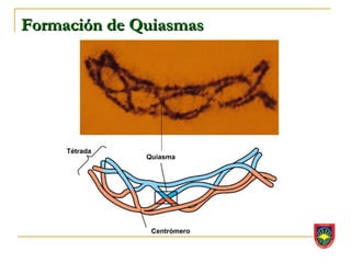 Formación de Quiasmas




     Tétrada
               Quiasma




                Centrómero
 