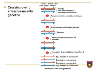 Genes Genes color
                       color pelaje de ojos
   Crossing over o                           Tétrada
    entrecruzamiento                          (par de cromosomas
                                              homólogos en sinapsis)

    genético                   1   Rompimiento de las cromátidas homólogas




                               2   Unión de las cromátidas homólogas


                                          Quiasma


                                    Separación de cromosomas en
                               3    anafase I




                                    Separación de cromátidas en la anafase II
                               4

                                         Tipo parental de cromosoma

                                         Cromosoma recombinante
                                         Cromosoma recombinante
                                         Tipo parental de cromosoma
                           Gametos de cuatro tipos genéticos
 