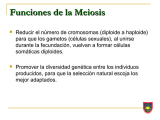 Funciones de la Meiosis
   Reducir el número de cromosomas (diploide a haploide)
    para que los gametos (células sexuales), al unirse
    durante la fecundación, vuelvan a formar células
    somáticas diploides.

   Promover la diversidad genética entre los individuos
    producidos, para que la selección natural escoja los
    mejor adaptados.
 