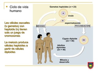    Ciclo de vida               Gametos haploides (n = 23)

     humano
                                                   óvulo


Las células sexuales                           espermatozoide
(o gametos) son        MEIOSIS                          FECUNDACION
haploide (n) tienen
solo un juego de
cromosomas
                                             Cigoto diploide
                                                (2n = 46)
La meiosis produce
células haploides a                     Adultos
                                       diploides
partir de células                      (2n = 46)
diploides

                                          Mitosis y
                                          desarrollo
 