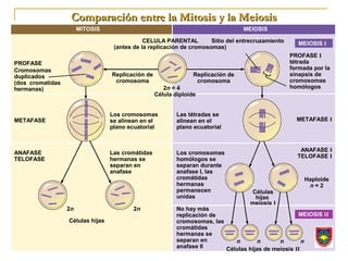 Comparación entre la Mitosis y la Meiosis
                       MITOSIS                                                    MEIOSIS

                                              CELULA PARENTAL         Sitio del entrecruzamiento      MEIOSIS I
                                   (antes de la replicación de cromosomas)
                                                                                                   PROFASE I
PROFASE                                                                                            tétrada
Cromosomas                                                                                         formada por la
duplicados                        Replicación de                 Replicación de                    sinapsis de
(dos cromatidas                    cromosoma                      cromosoma                        cromosomas
hermanas)                                             2n = 4                                       homólogos
                                                   Célula diploide


                                  Los cromosomas           Las tétradas se
METAFASE                          se alinean en el         alinean en el                             METAFASE I
                                  plano ecuatorial         plano ecuatorial


                                                                                                      ANAFASE I
ANAFASE                           Las cromátidas           Los cromosomas
                                                                                                     TELOFASE I
TELOFASE                          hermanas se              homólogos se
                                  separan en               separan durante
                                  anafase                  anafase I, las
                                                           cromátidas                                   Haploide
                                                           hermanas                                      n=2
                                                           permanecen               Células
                                                           unidas                    hijas
                                                                                    meiosis I
                  2n                      2n               No hay más
                                                           replicación de                            MEIOSIS II
                  Células hijas                            cromosomas, las
                                                           cromátidas
                                                           hermanas se
                                                           separan en         n       n       n        n
                                                           anafase II      Células hijas de meiosis II
 