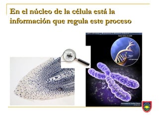 En el núcleo de la célula está la
información que regula este proceso
 