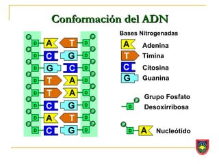 Conformación del ADN
           Bases Nitrogenadas

                  Adenina
                  Timina
                  Citosina
                  Guanina

                  Grupo Fosfato
                  Desoxirribosa


                      Nucleótido
 
