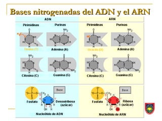 Bases nitrogenadas del ADN y el ARN
 