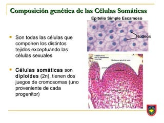 Composición genética de las Células Somáticas
                                 Epitelio Simple Escamoso



   Son todas las células que                         Núcleos
    componen los distintos
    tejidos exceptuando las
    células sexuales

   Células somáticas son
    diploides (2n), tienen dos
    juegos de cromosomas (uno
    proveniente de cada
    progenitor)
 