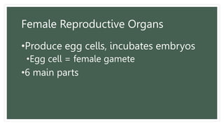 Female Reproductive Organs
•Produce egg cells, incubates embryos
•Egg cell = female gamete
•6 main parts
 