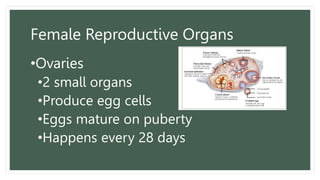 Female Reproductive Organs
•Ovaries
•2 small organs
•Produce egg cells
•Eggs mature on puberty
•Happens every 28 days
 