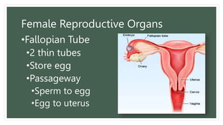 Female Reproductive Organs
•Fallopian Tube
•2 thin tubes
•Store egg
•Passageway
•Sperm to egg
•Egg to uterus
 