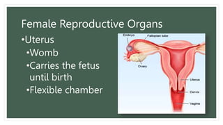 Female Reproductive Organs
•Uterus
•Womb
•Carries the fetus
until birth
•Flexible chamber
 